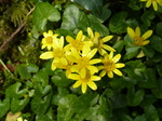 FZ004257 Lesser celandine on bank.jpg